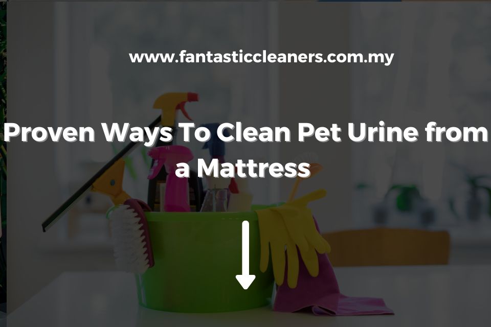 Proven Ways To Clean Pet Urine from a Mattress