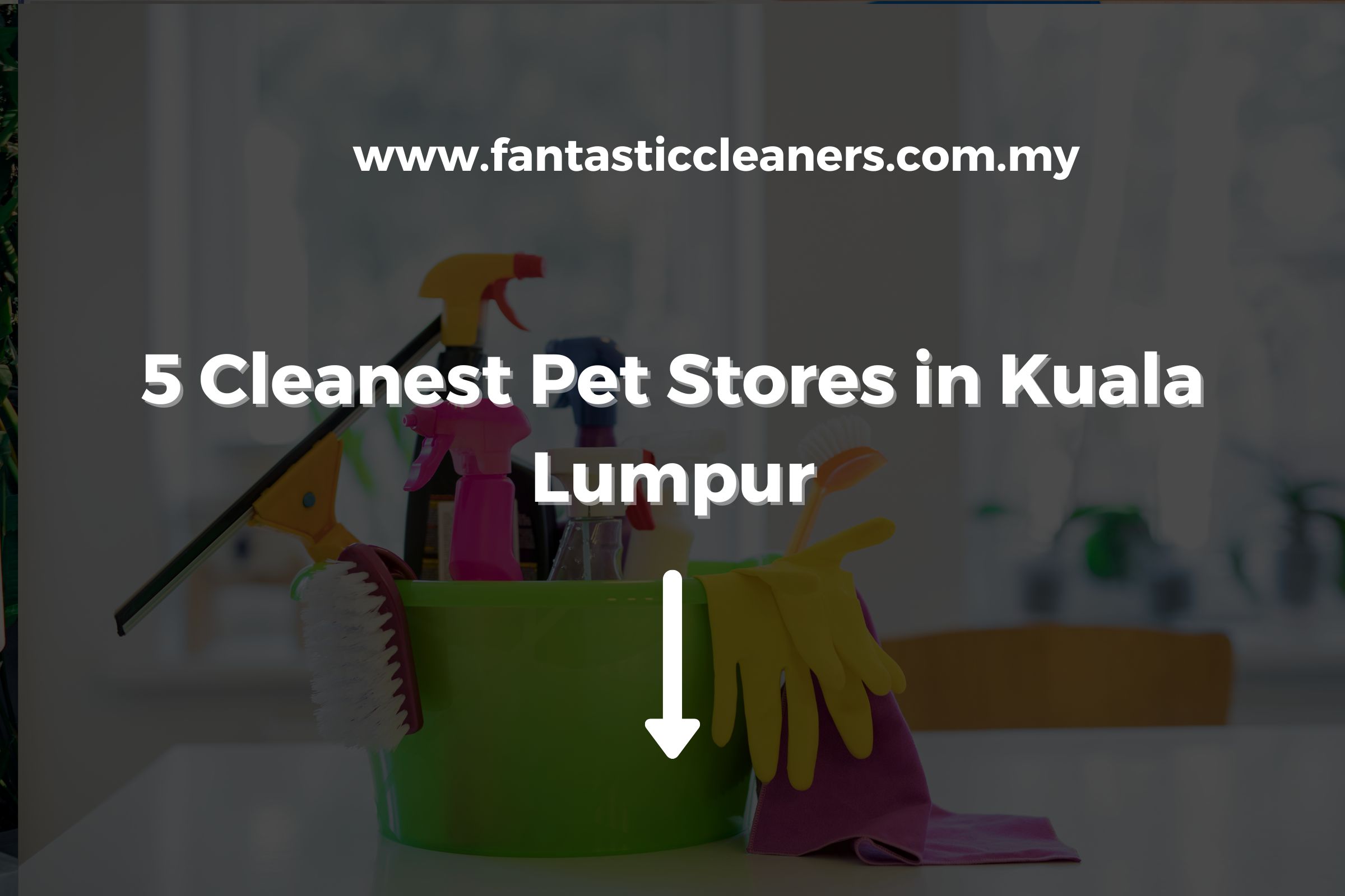 5 Cleanest Pet Stores in Kuala Lumpur